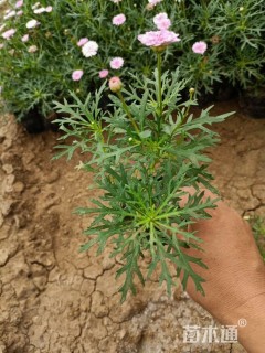 高度25厘米玛格丽特花