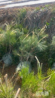 高度20厘米油松小苗