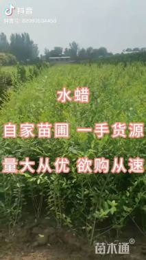 高度80厘米水蜡