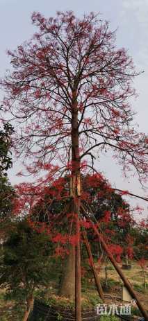 40公分澳洲火焰木