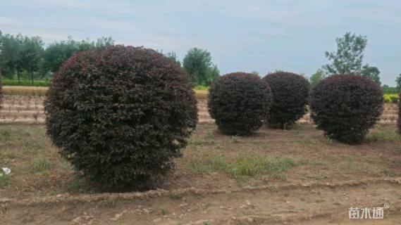 高度180厘米紫叶矮樱球