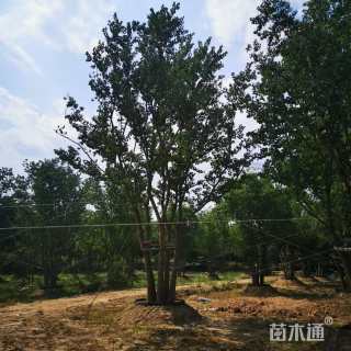 高度450厘米雪松