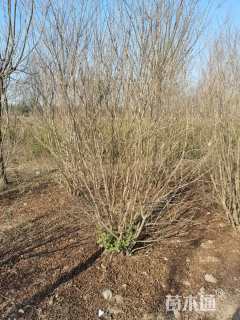 高度250厘米丛生花石榴
