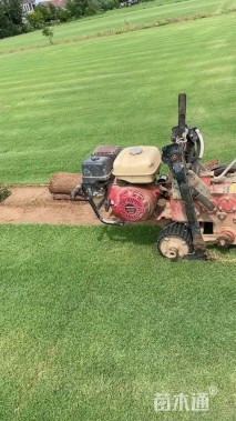 草卷状百慕大草