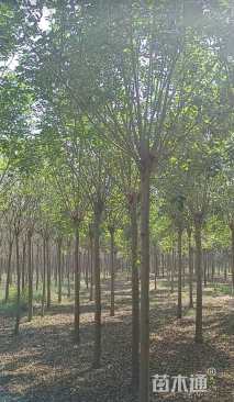 6公分白蜡