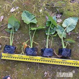 高度20厘米海芋