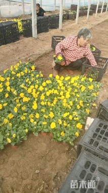 高度15厘米三色堇