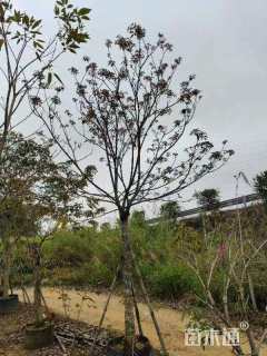 12公分紫花风铃木