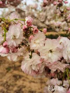 3公分松月樱