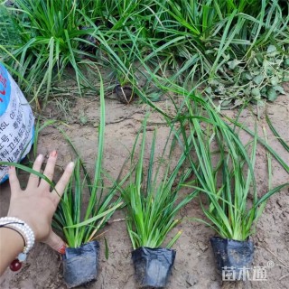 高度30厘米崂峪苔草
