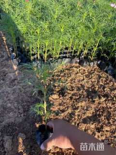 高度28厘米波斯菊