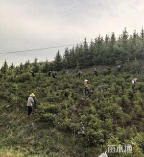 高度70厘米青海云杉