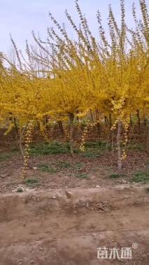 高度130厘米金叶连翘