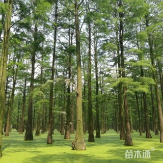 15公分湿地松
