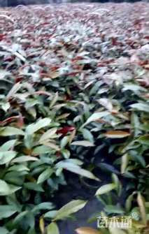 高度30厘米红背桂