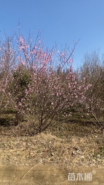 高度500厘米丛生山桃