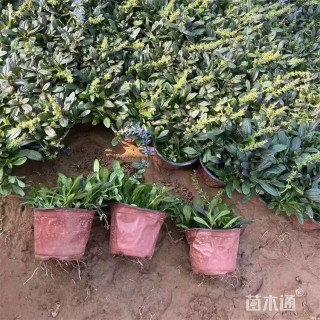 高度20厘米多花筋骨草