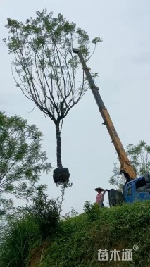 12公分蓝花楹