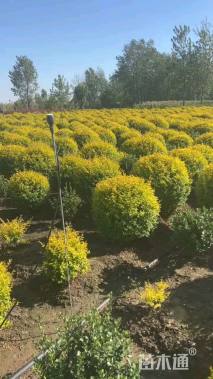 冠幅80厘米金冠女贞球