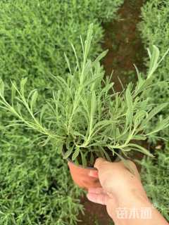 高度20厘米薰衣草