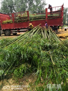地栽苗楠竹