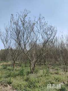 高度300厘米丛生紫薇