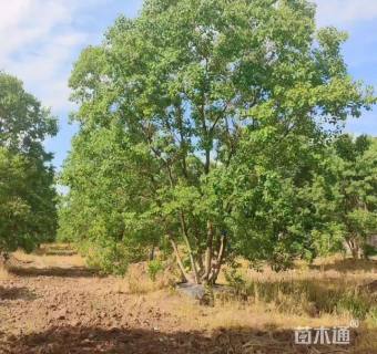 60公分(5杆)丛生乌桕