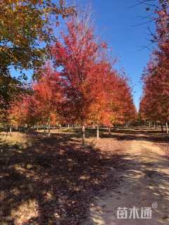 14公分美国红枫