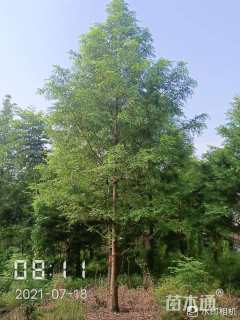 4公分水杉