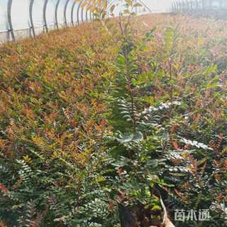 10公分清香木