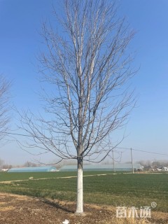 20公分美国红枫