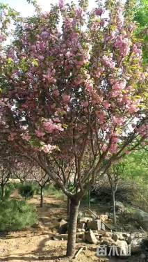 10公分樱花