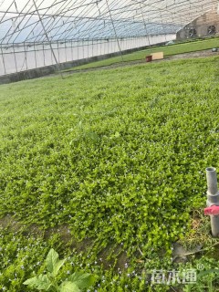 高度5厘米瞳草