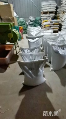 20厘米爬山虎