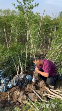 高度200厘米栾树小苗