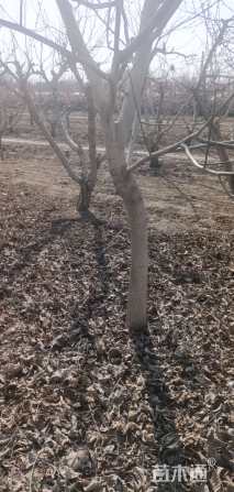 高度4000厘米核桃