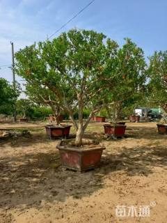 20公分造型石榴