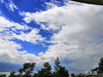 5公分北美海棠