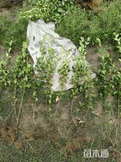 高度50厘米卫矛