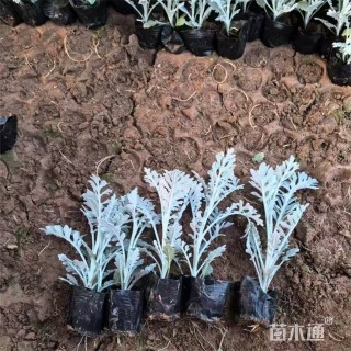 高度26厘米银叶菊