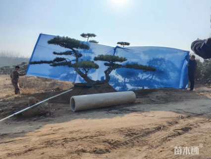 33公分造型油松