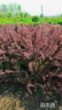 高度120厘米红叶小檗