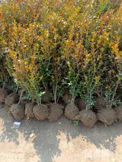 冠幅20厘米小叶黄杨球