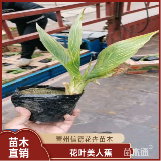 高度20厘米花叶美人蕉