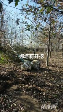 12公分娜塔栎