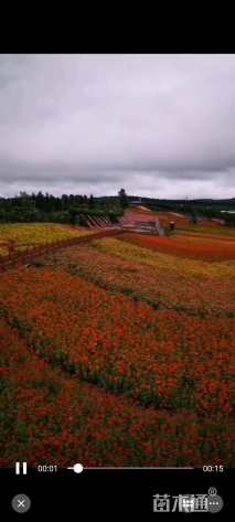 花菱草种子花菱草种子