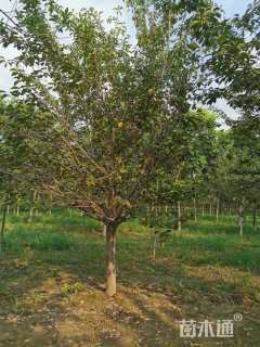 22公分染井吉野樱