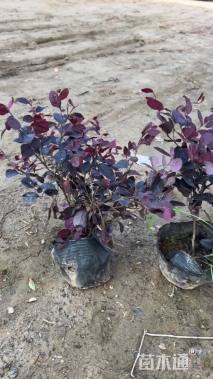 高度30厘米红花继木