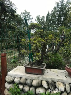 容器苗造型金弹子