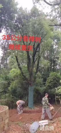 35公分香樟